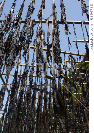 Wakame dried on the seaside 6894788