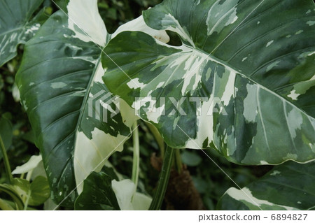 Quadrigo baliegata leaves Quadrigo baliegata leaves 6894827