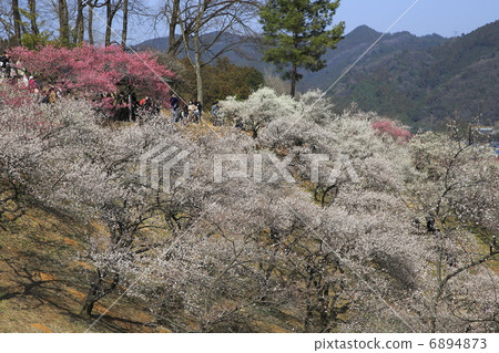 Yoshino Umezo 6894873