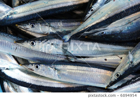 油菜秋刀魚 6894954