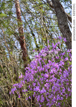 Mitsuba杜鵑花 6895091