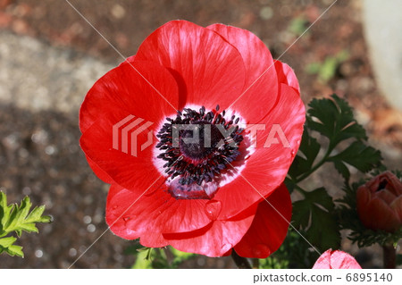 海葵 海葵 6895140