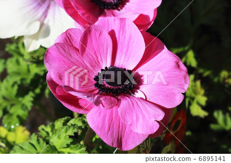 海葵 海葵 6895141