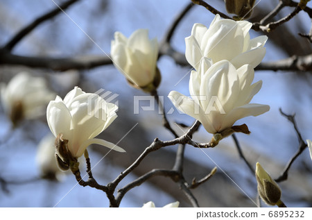 Haku Mokuren（Shiraki Ren） 6895232