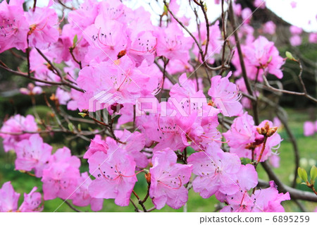 在秩父宮紀念公園元海高知御殿場東田中 6895259