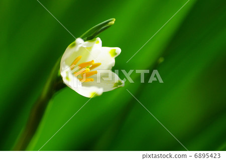 Suzuran Narcissus 6895423