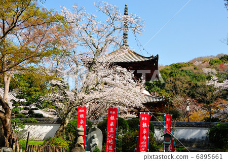 在Negoriji的櫻花 6895661