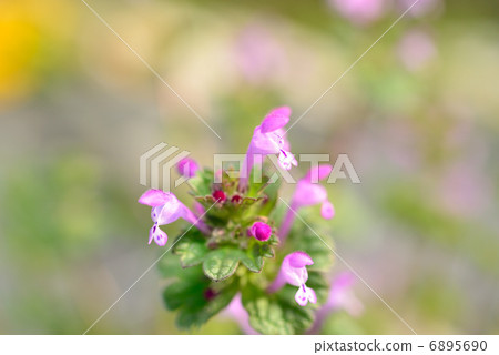 Lamium amplexicaule 6895690