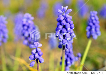 葡萄 葡萄 6895711