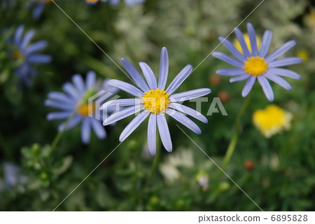 Blue Daisy Blue Daisy 6895828