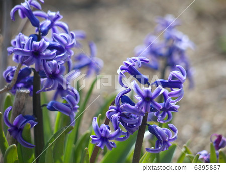 Hyacinth Hyacinth 6895887