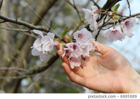 Cherry blossoms and palm Cherry blossoms and palm 6895889