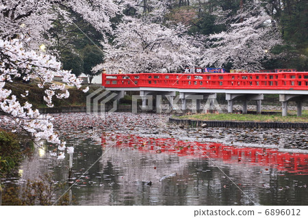 Cherry Blossom Iwatsuki Castle Ruins Park Cherry Blossom Iwatsuki Castle Ruins Park 6896012
