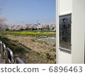 Cherry Blossoms	 6896463