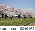 Cherry Blossoms	 6896464