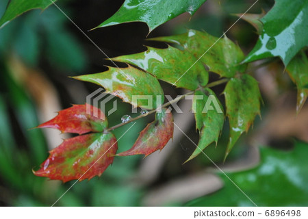 Heilaginanten in a rainy pattern 6896498