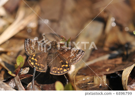 Spring Fairy ~ Miyamasensei ~ 6896799