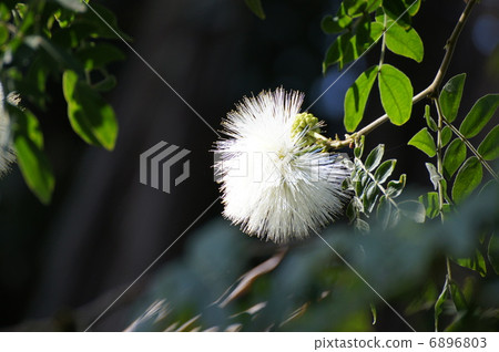Kari Andora · Haematakekefara white flower Kari Andora · Haematakekefara white flower 6896803