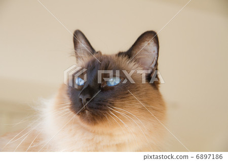 一隻夢中的貓（暹羅） 6897186