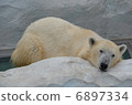 Polar bears 6897334