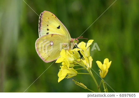 強姦花和monchigo 6897605