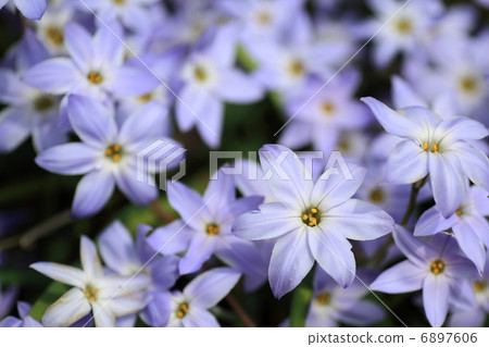 IPHEION蘆 IPHEION蘆 6897606