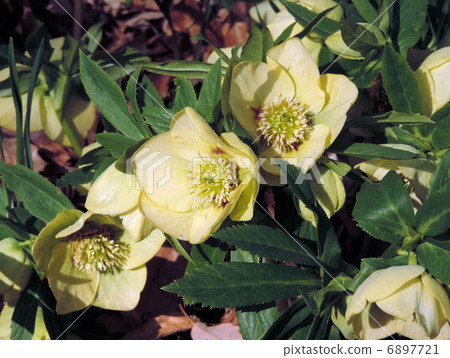 Christmas rose / Showa memorial park Christmas rose / Showa memorial park 6897721