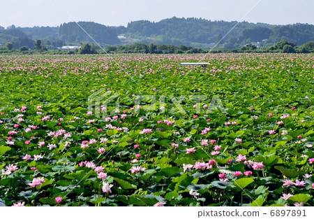 Izunuma蓮花盛開的地方 6897891