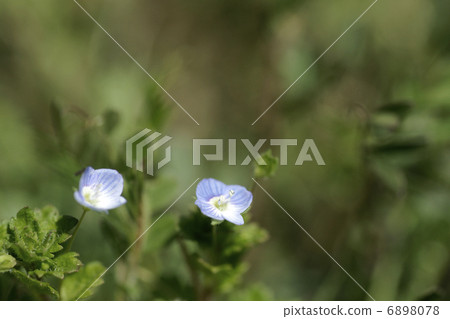 Persian speedwell Persian speedwell 6898078