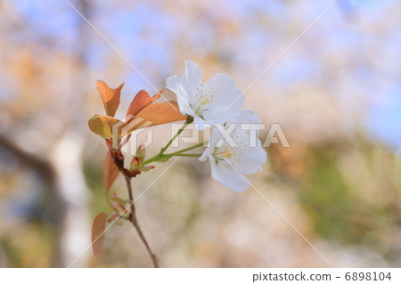 Wild mountain cherry trees Wild mountain cherry trees 6898104