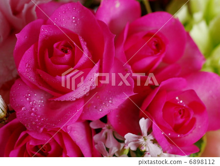 Rose Rose 6898112