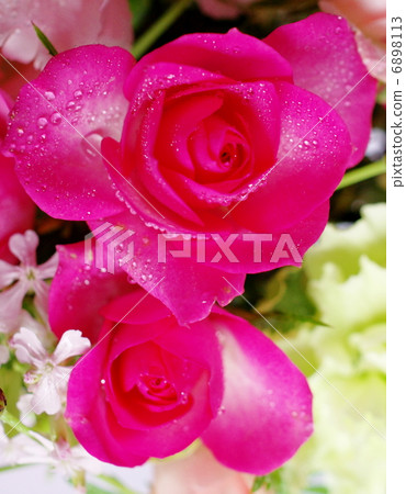Rose Rose 6898113