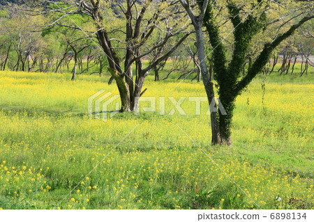 強行Shimanto河的花朵 6898134