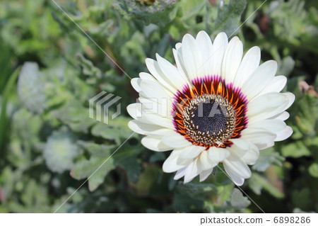 Benidium White Benidium White 6898286