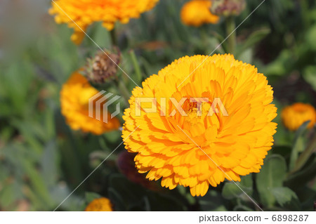 Calendula Calendula 6898287