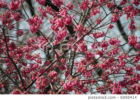 Kanhisakura（猩紅色的櫻桃樹）和棕色的眼睛 6898414