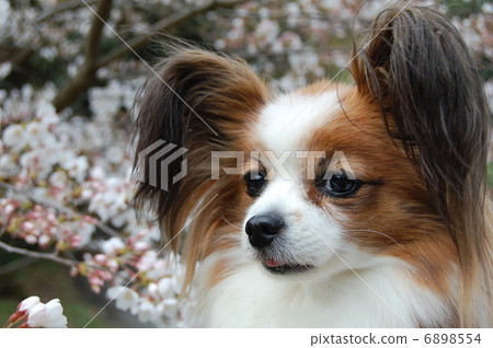 Papillon 6898554