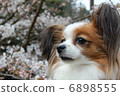 Papillon 6898555