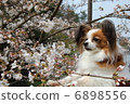 Papillon 6898556