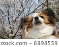 Papillon 6898559