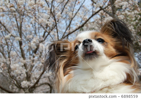 Papillon 6898559
