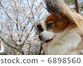 Papillon 6898560