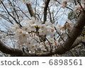 Cherry Blossoms	 6898561