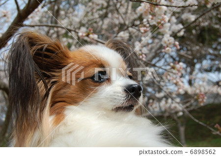 Papillon 6898562