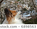Papillon 6898563