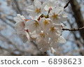 Cherry Blossoms	 6898623