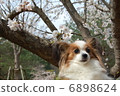 Papillon 6898624