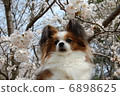 Papillon 6898625