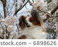 Papillon 6898626