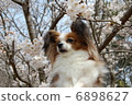 Papillon 6898627